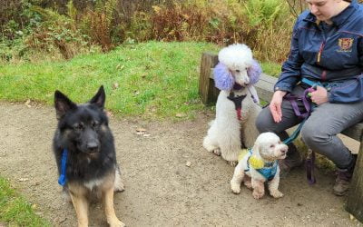 Leash Training For Puppies: A Simple Step-by-Step Guide
