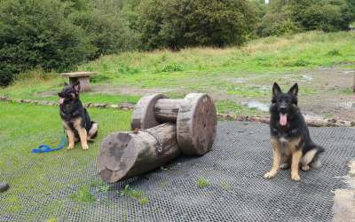 Types of Puppy Training – What To Start And When to Start?