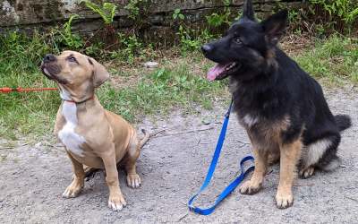Group Training or Private Puppy Training: Which is the Right Option for Your Puppy?