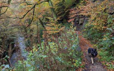 How To Build A Strong Bond Through Puppy Training