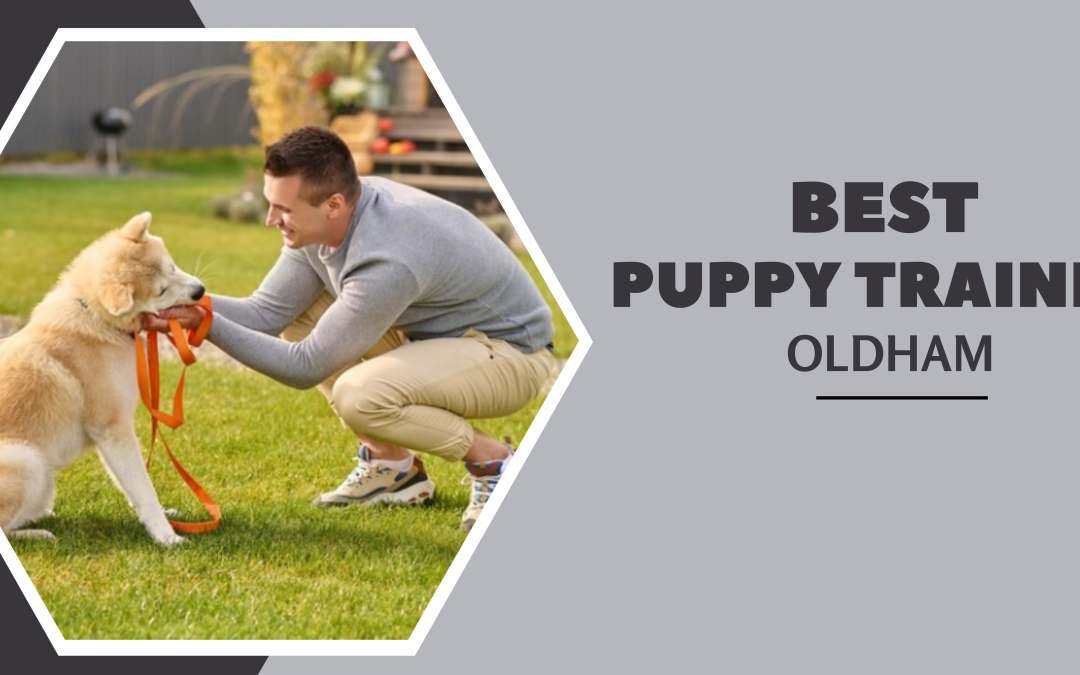 Choosing a Puppy Trainer: Factors to Consider