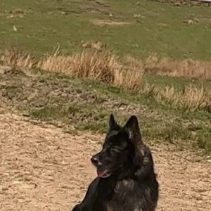 Basic obedience training step by step