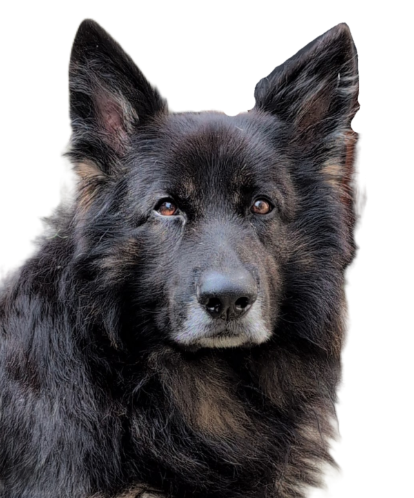 Advanced obedience training step by step - Image 5