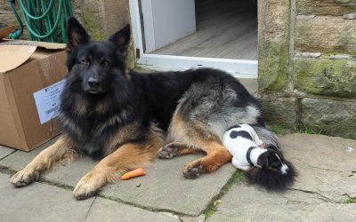 Calming Your Dog: Training Techniques for Noise Sensitivity 