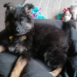 Puppy training, Step by step