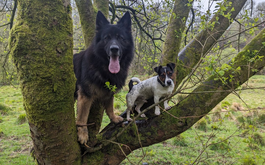 gsd dog and her puppy