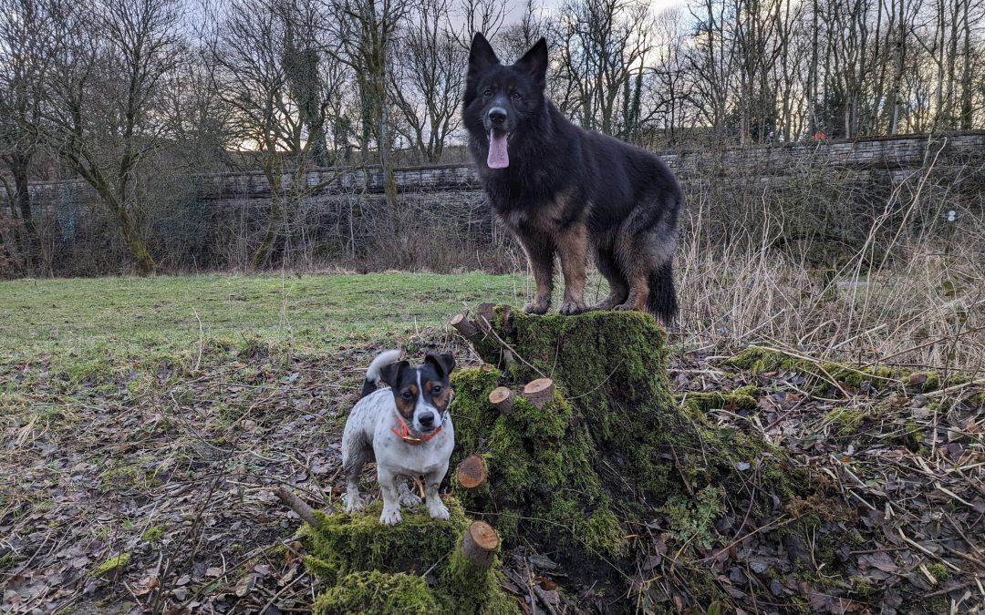 gsd dog with puppy