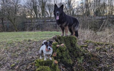Common Behaviour Problems That Dog Training Can Help Address