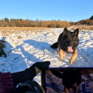 Advanced obedience training step by step