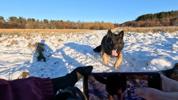 Advanced obedience training step by step