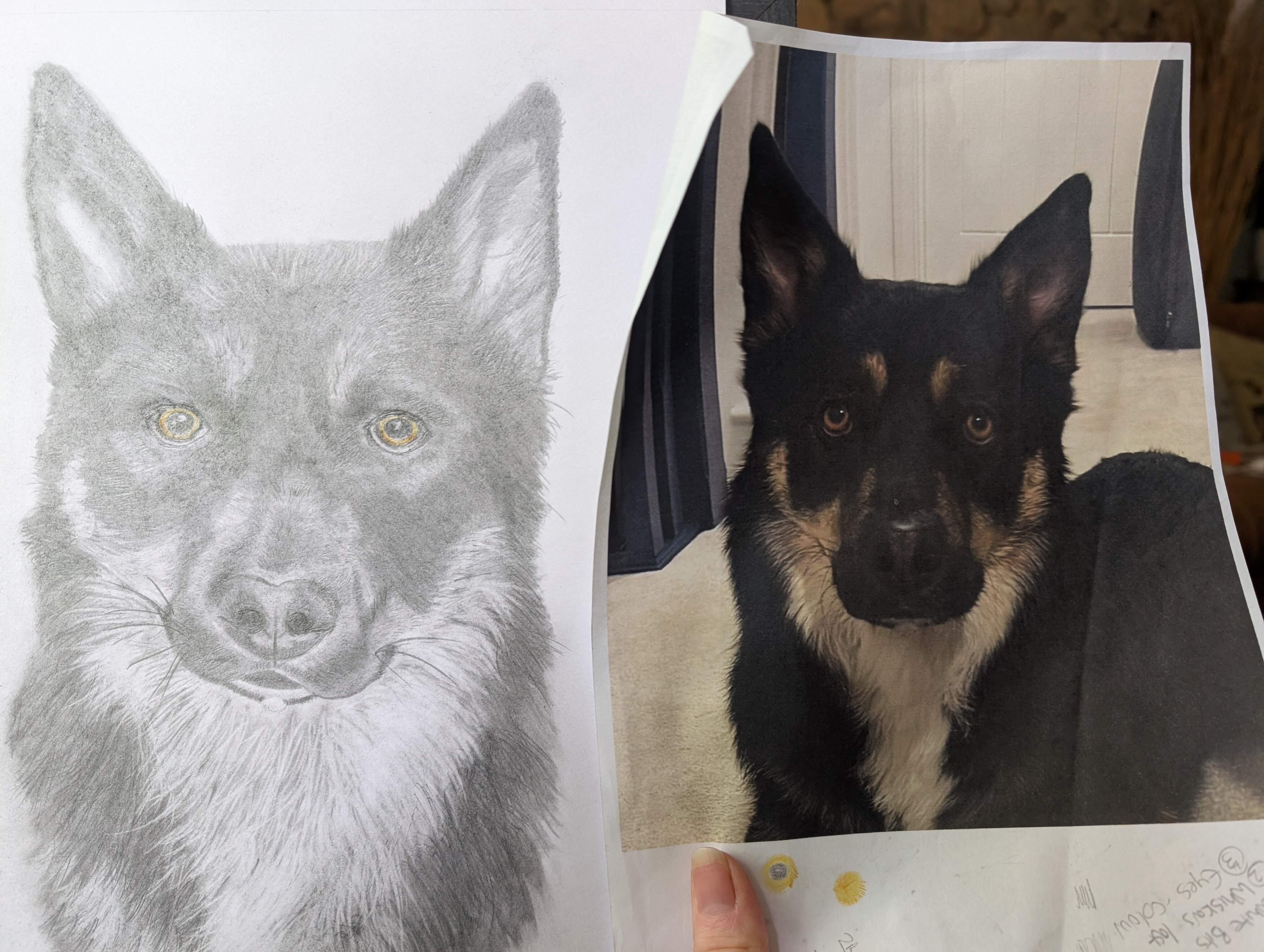 Pet portraits made - Image 16