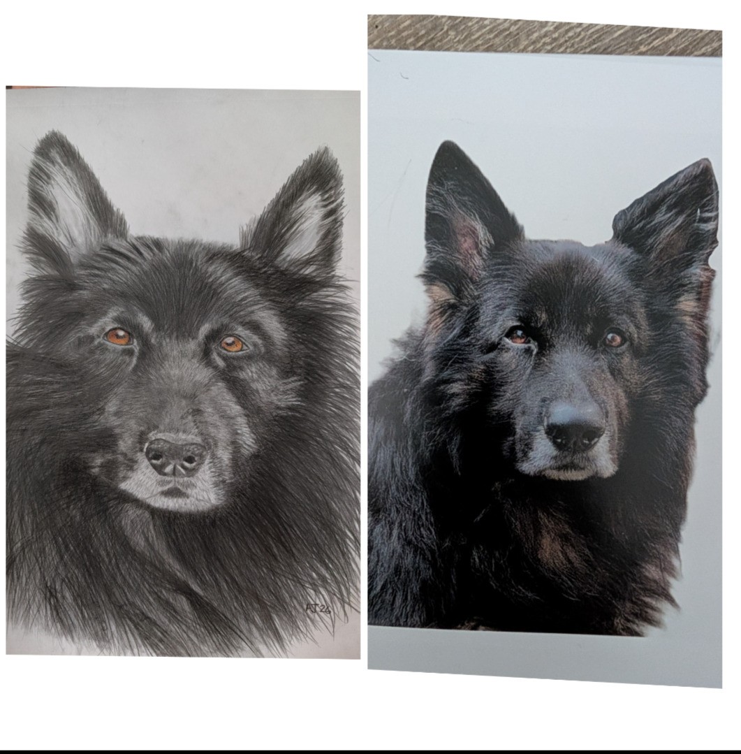 Pet portraits made